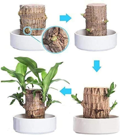 Brazilian Lucky Wood, Mini Home Plant Decorations with pot