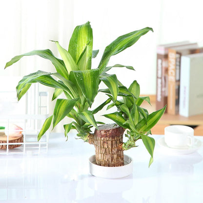 Brazilian Lucky Wood, Mini Home Plant Decorations with pot