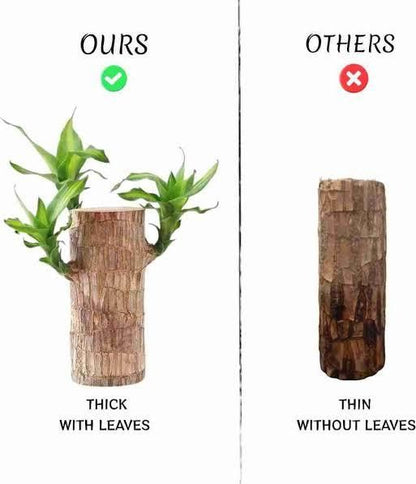 Brazilian Lucky Wood, Mini Home Plant Decorations with pot